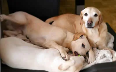 Treatment for flea infestations in Dover