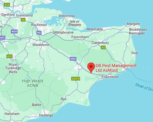 map showing DB Pest Management Ashford's location in Ashford