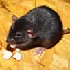 rat control Kent