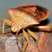 Bed Bug Exterminator Kent