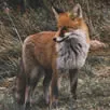 Fox Deterrents Kent