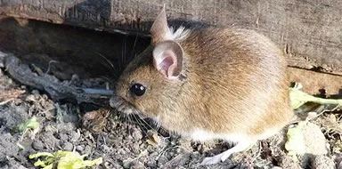 House mouse - mice infestation control in Kent