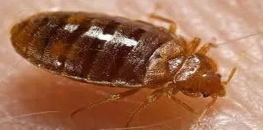 Close-up of a bed bug - bed bug treatment in Kent