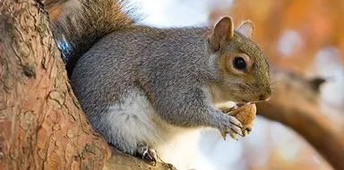 Grey squirrel - grey squirrel control in Kent
