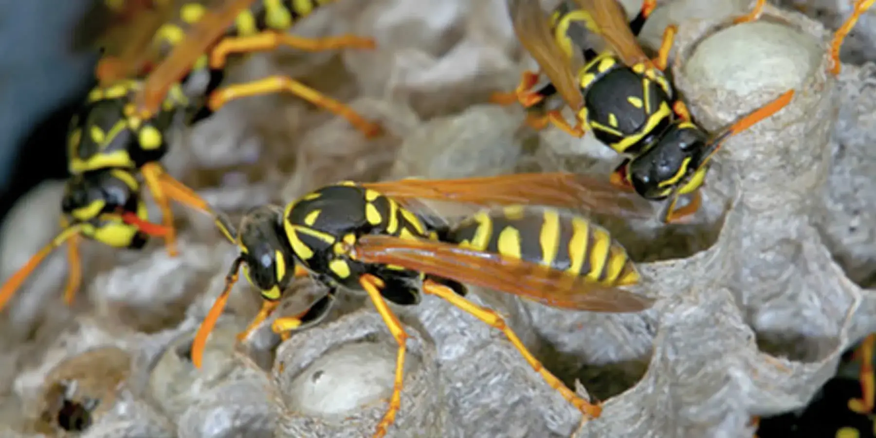 Wasps Nest Removal Dover