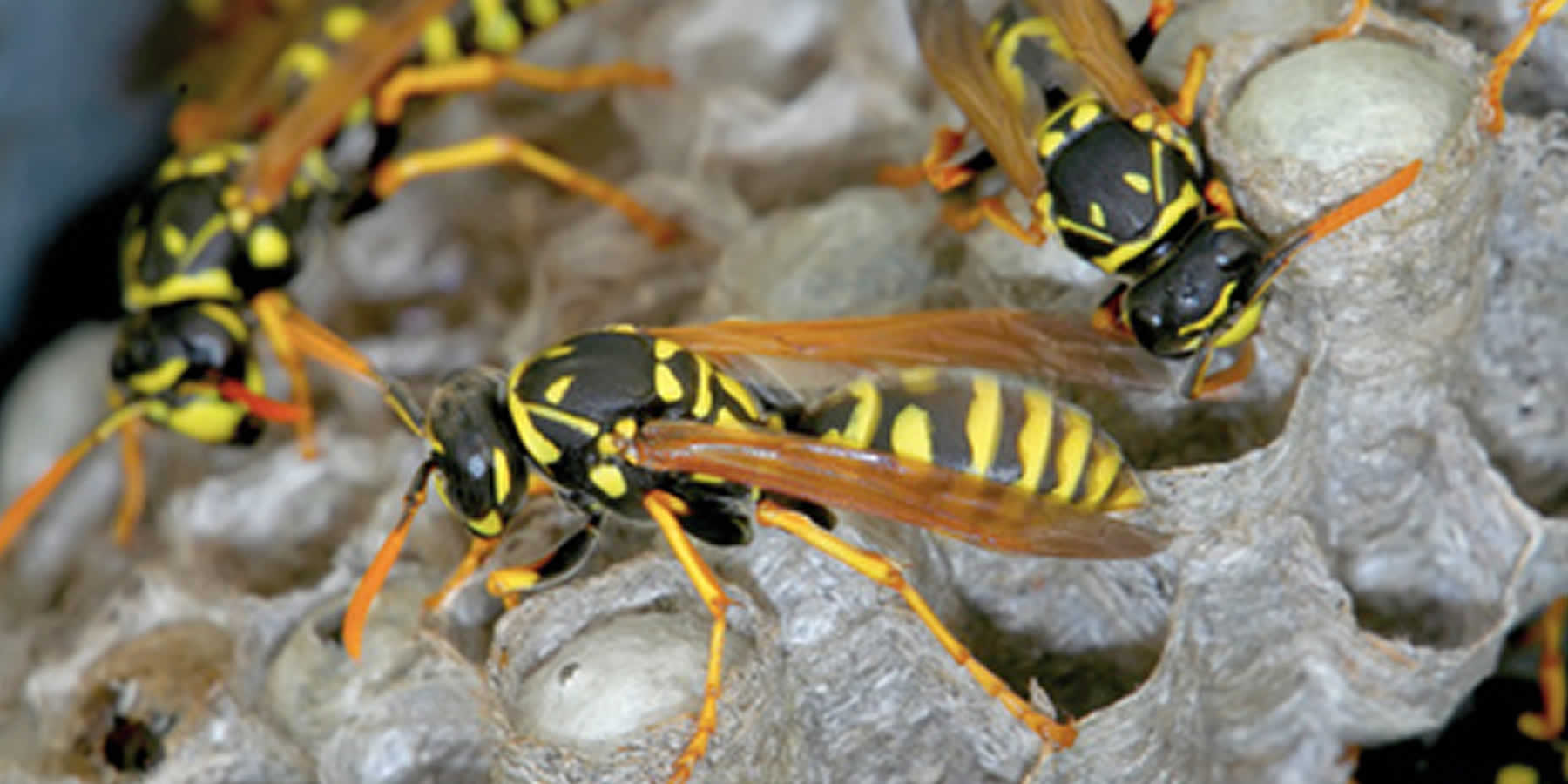 Wasps Nest Removal Dartford