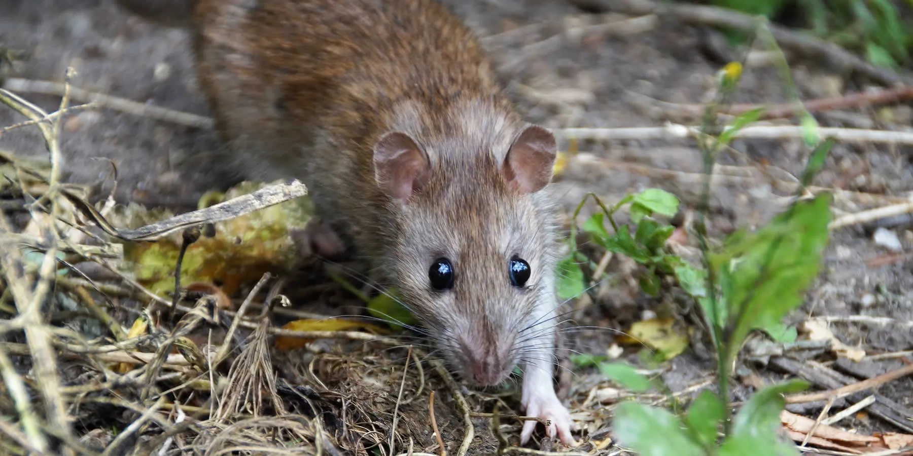 Vermon Rats Vermin & Rodent Control Kent - Cockroach, Mice & Rat Exterminators in Kent