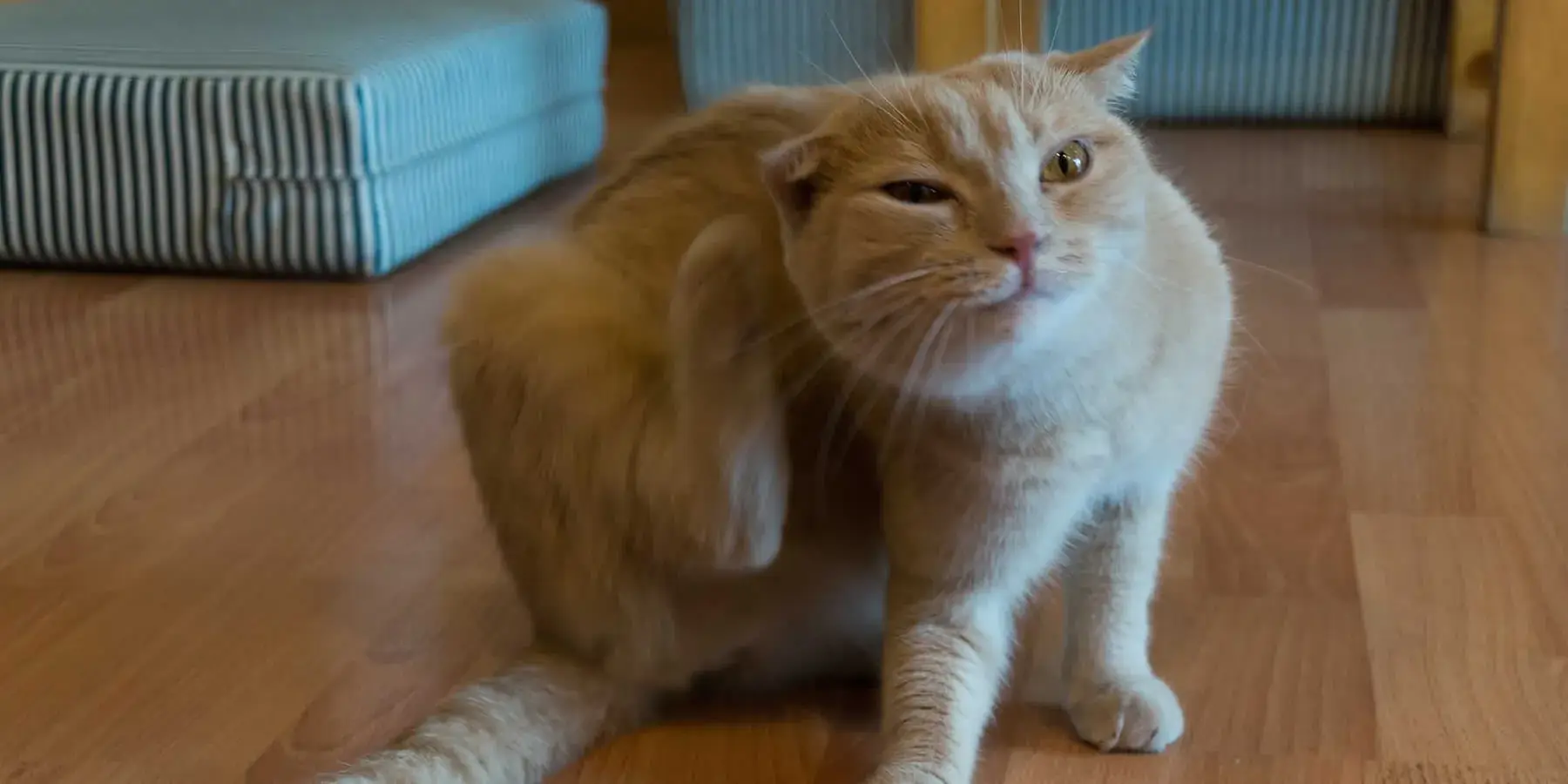 Flea Treatment Dover