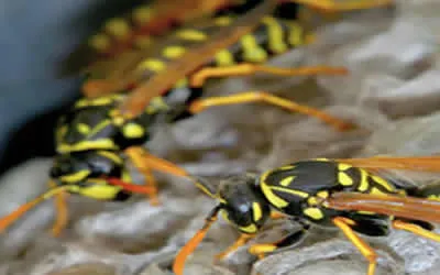 wasp nest removal in Dover